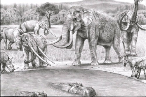 why did elephants evolve